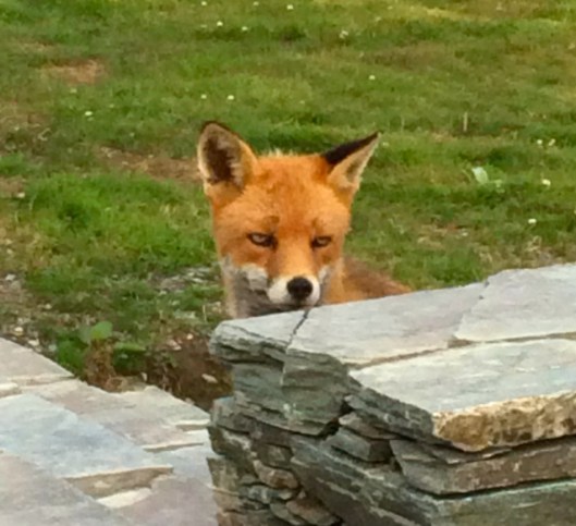 Ferdia's not on Facebook - he just wanted to say hi.