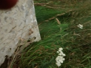 05-2015-08-08 12.39.15