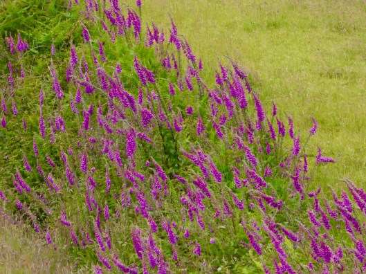 Massed foxgloves