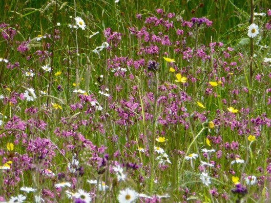 ragged robin and oxeye daisies