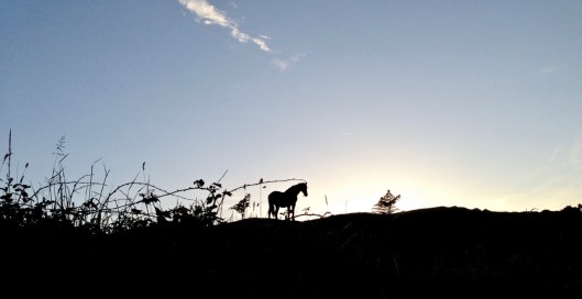 horse on horizon