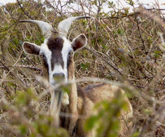 Nick's Goat