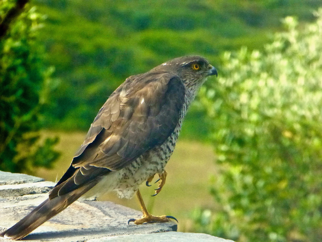 Spiro watchful