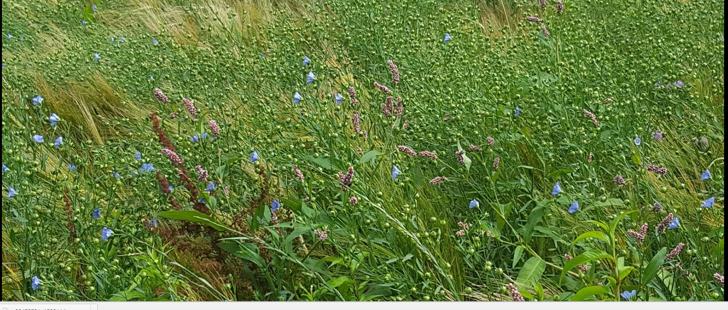 Screen Shot 2017-08-02 at 00.05.26