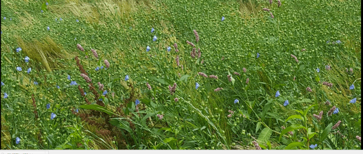 Screen Shot 2017-08-02 at 00.05.26